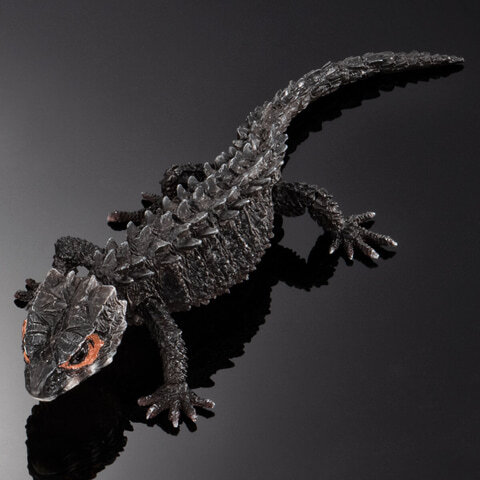 アカメカブトトカゲ（ブラック）いきもの大図鑑アドバンス