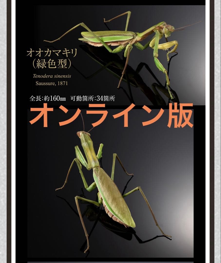 いきもの大図鑑アドバンス　オオカマキリ（緑色型）　オンライン版　新品未開封　匿名BANDAI NAMCO Arts;未使用